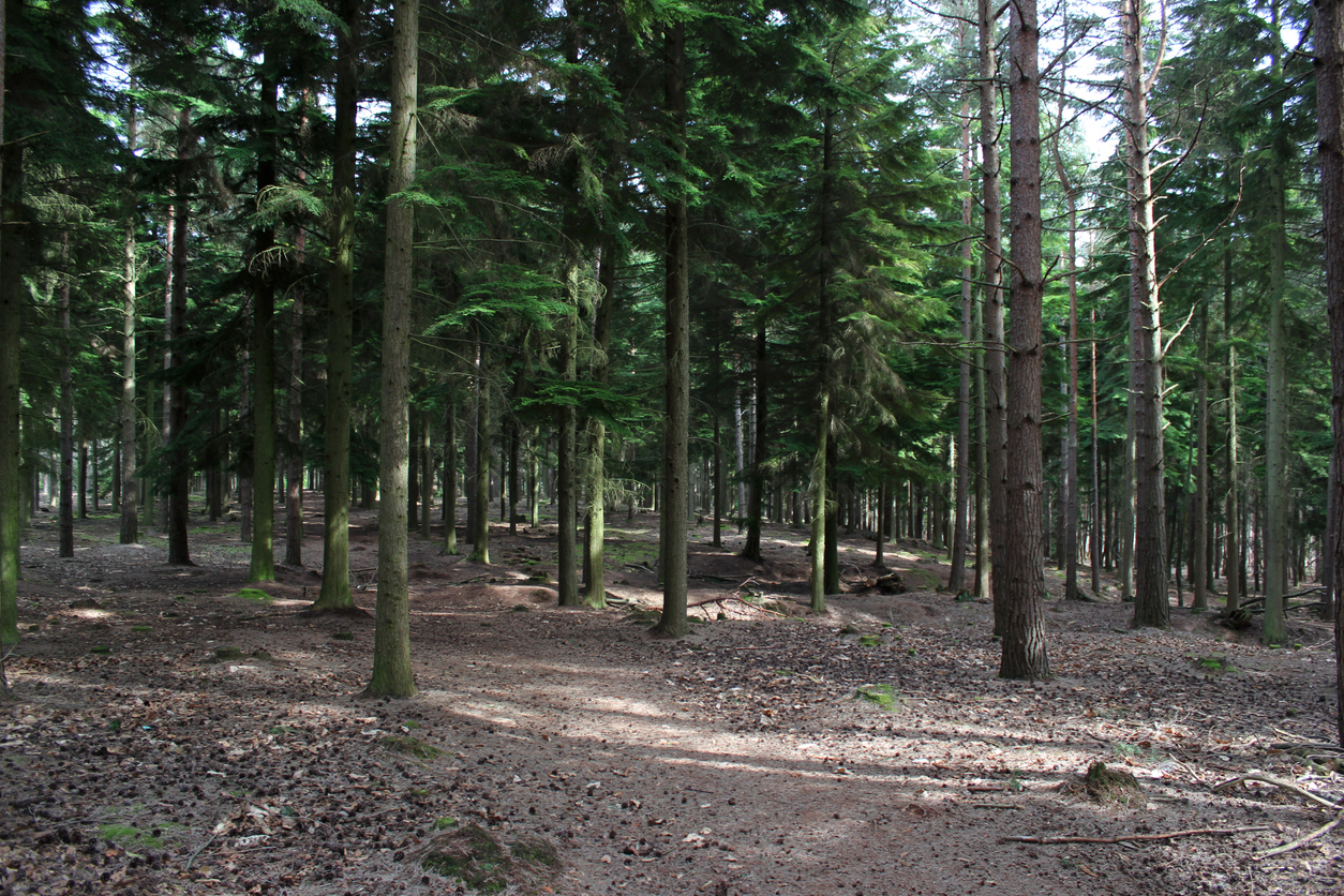 Forest view