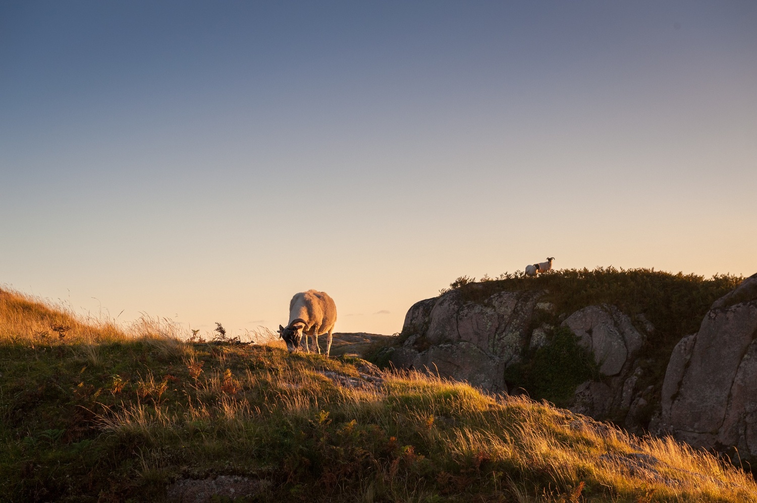 View of a goat whilst wild camping