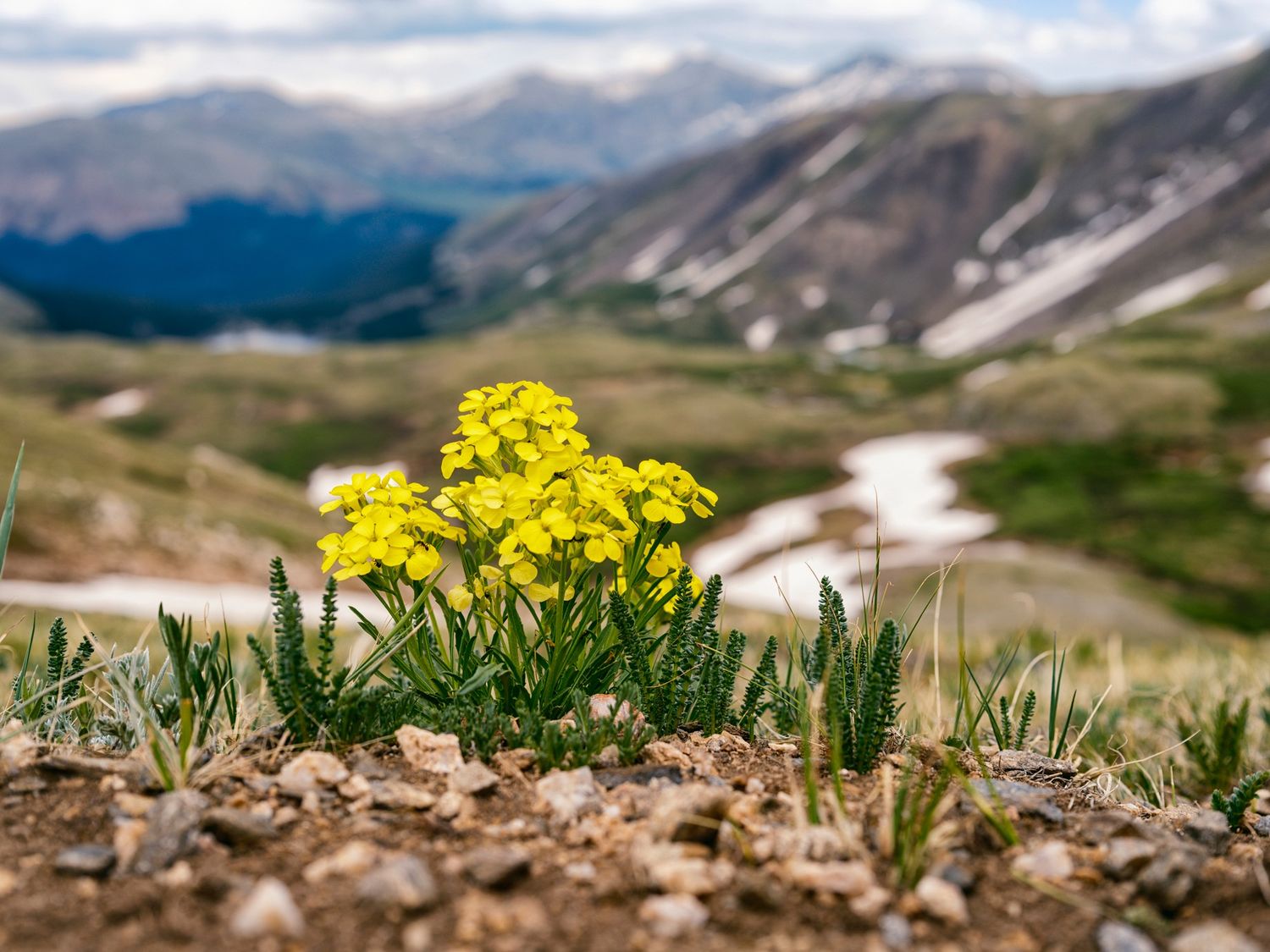 Yellow flowers