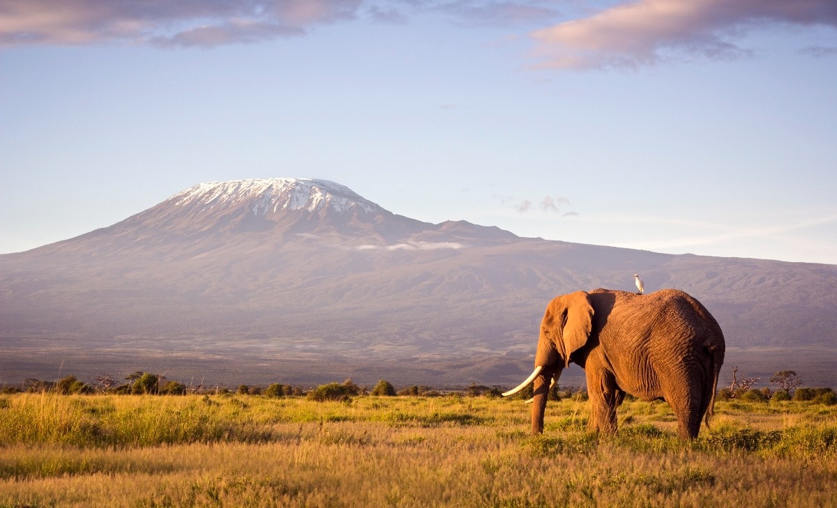 An elephant in front of Kilimanjaro 