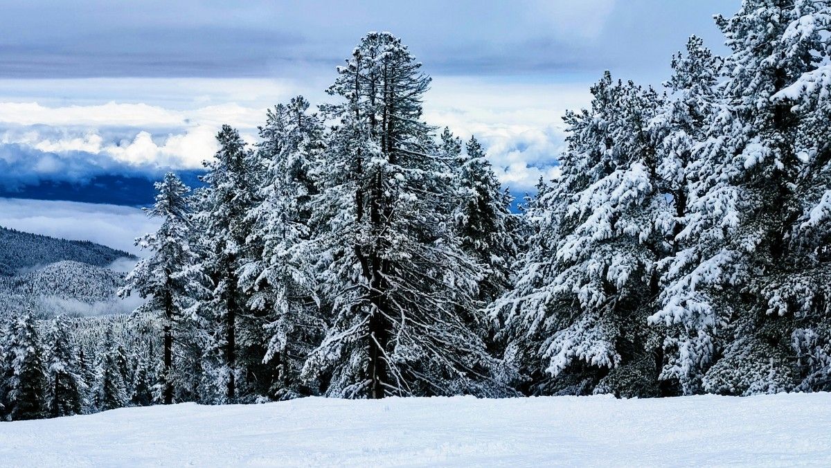 The trees on the mountains at Bansko 